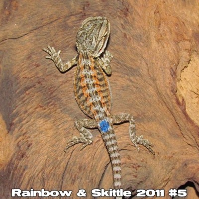 Rainbow & Skittle 2011 #5 - 1 semaine