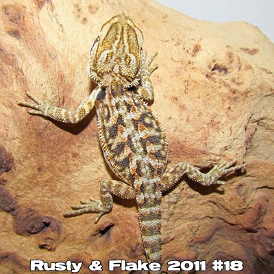 Élevages Lisard - Bébés de Rusty et Flake 2011
