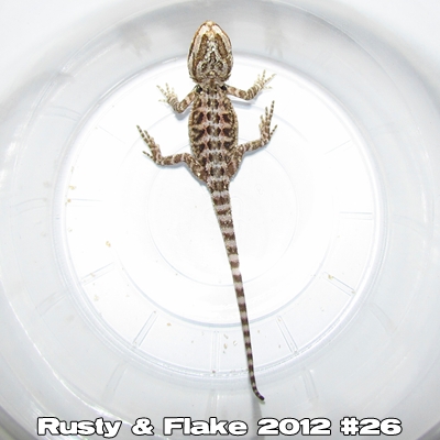 Élevages Lisard - Bébés de Rusty et Flake 2012