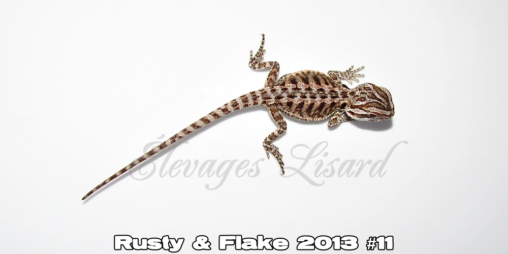 Élevages Lisard - Rusty&Flake2013#11