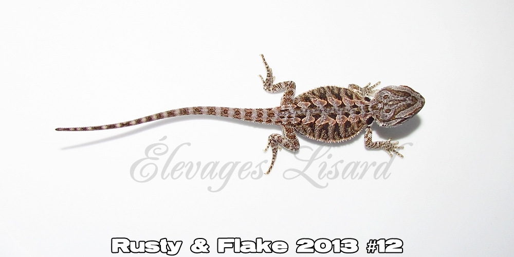 Élevages Lisard - Rusty&Flake2013#12