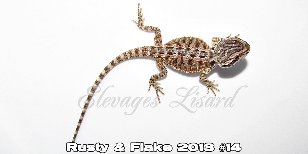 Élevages Lisard - Rusty&Flake2013#14