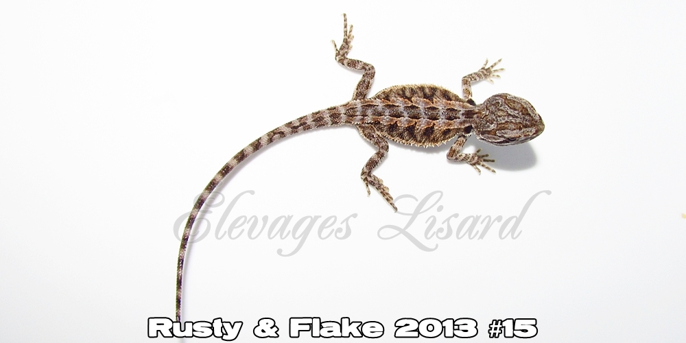 Élevages Lisard - Rusty&Flake2013#15