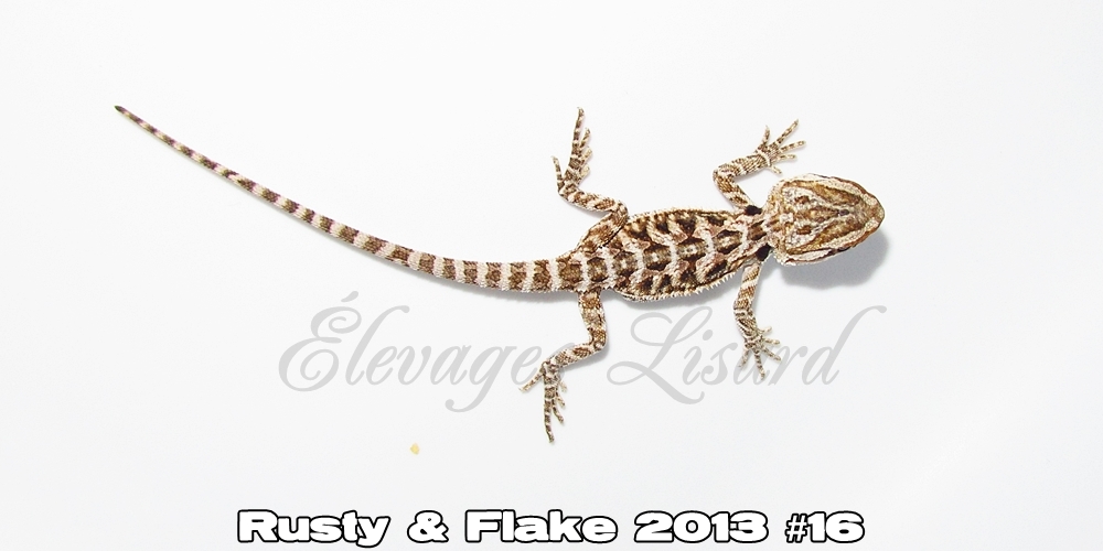 Élevages Lisard - Rusty&Flake2013#16