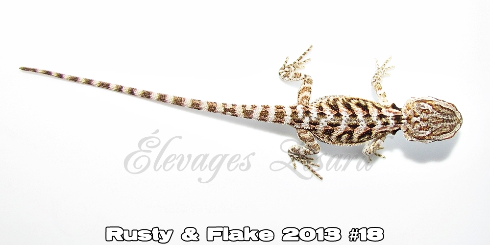 Élevages Lisard - Rusty&Flake2013#18