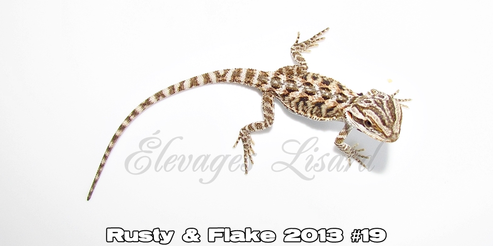 Élevages Lisard - Rusty&Flake2013#19