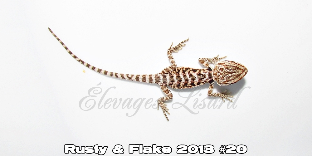 Élevages Lisard - Rusty&Flake2013#20