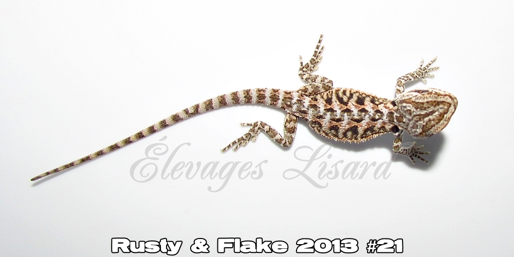 Élevages Lisard - Rusty&Flake2013#21