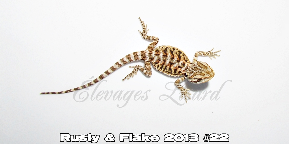 Élevages Lisard - Rusty&Flake2013#22