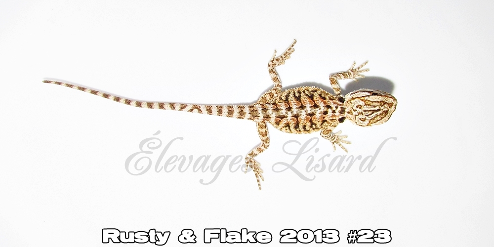 Élevages Lisard - Rusty&Flake2013#23