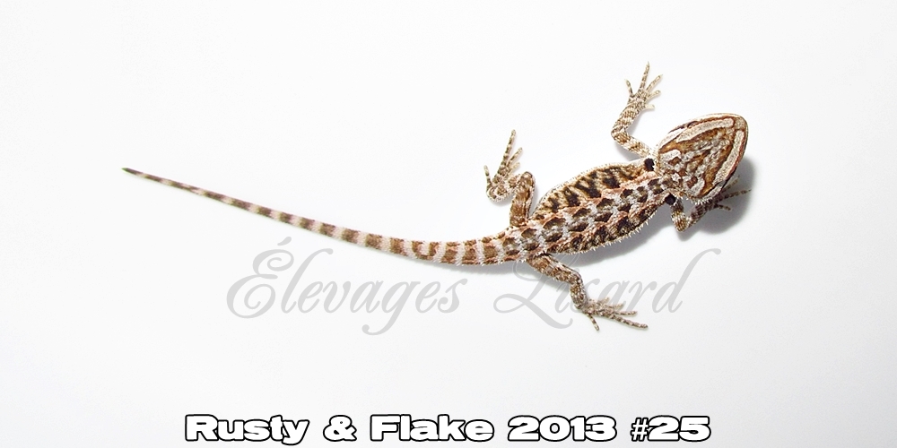 Élevages Lisard - Rusty&Flake2013#25