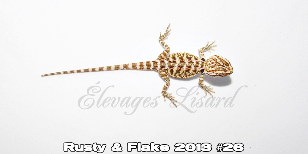 Élevages Lisard - Rusty&Flake2013#26