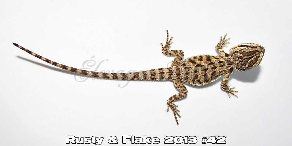Élevages Lisard - Rusty&Flake2013#42