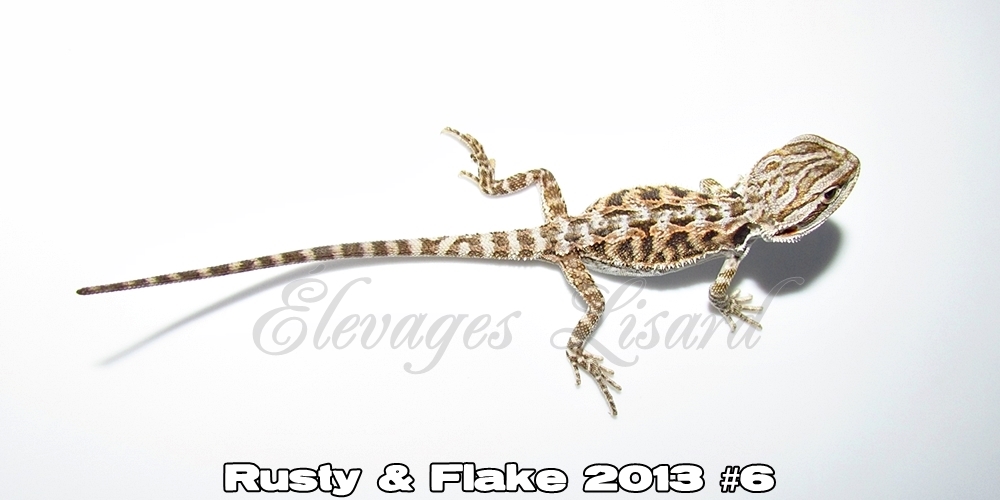 Élevages Lisard - Rusty&Flake2013#6
