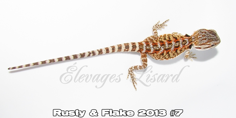 Élevages Lisard - Rusty&Flake2013#7
