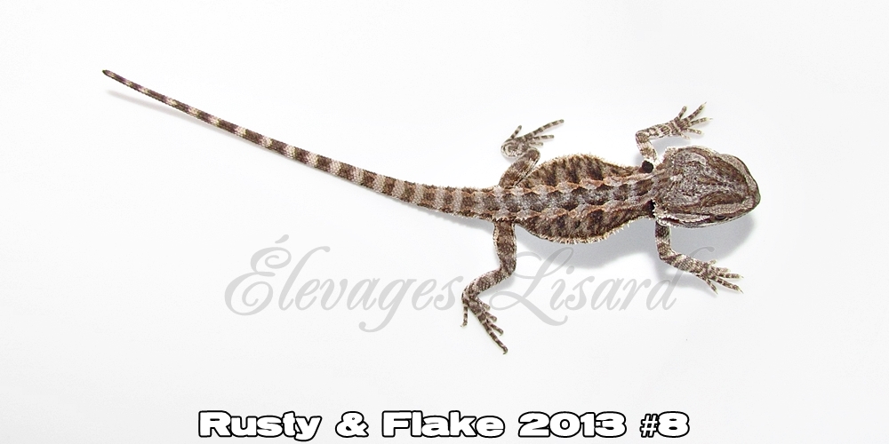 Élevages Lisard - Rusty&Flake2013#8