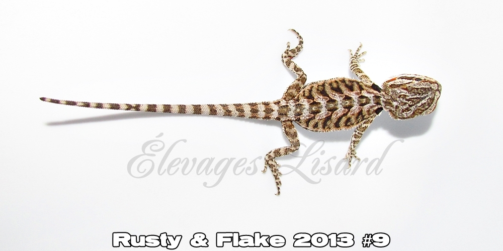 Élevages Lisard - Rusty&Flake2013#9