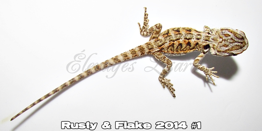 Élevages Lisard - Rusty&Flake2014#1