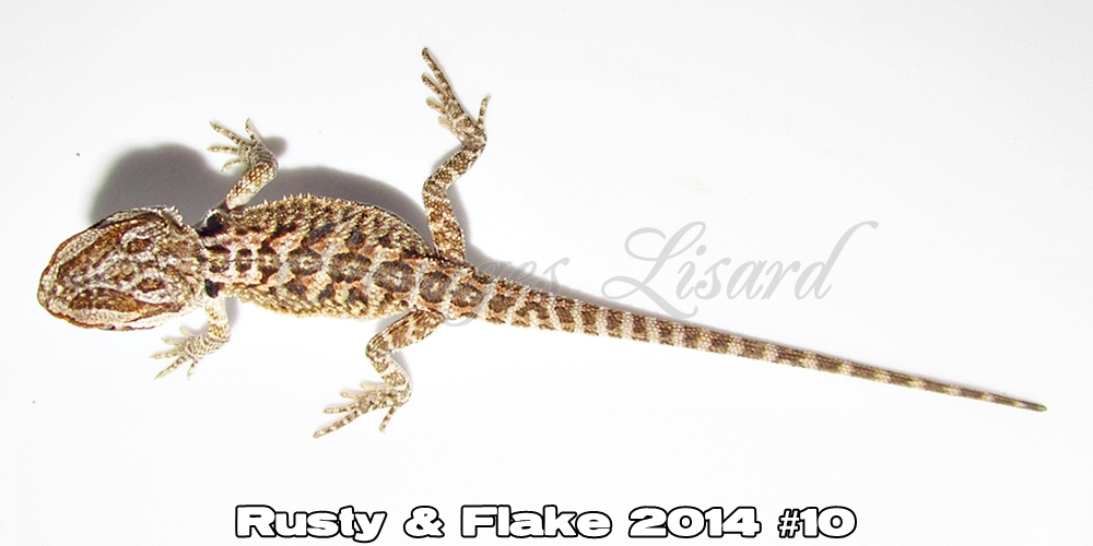 Élevages Lisard - Rusty&Flake2014#10