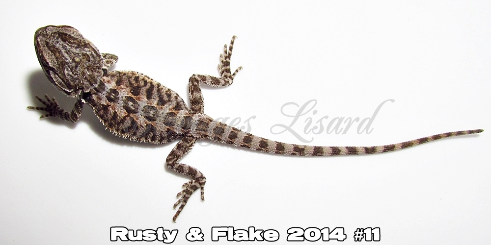 Élevages Lisard - Rusty&Flake2014#11