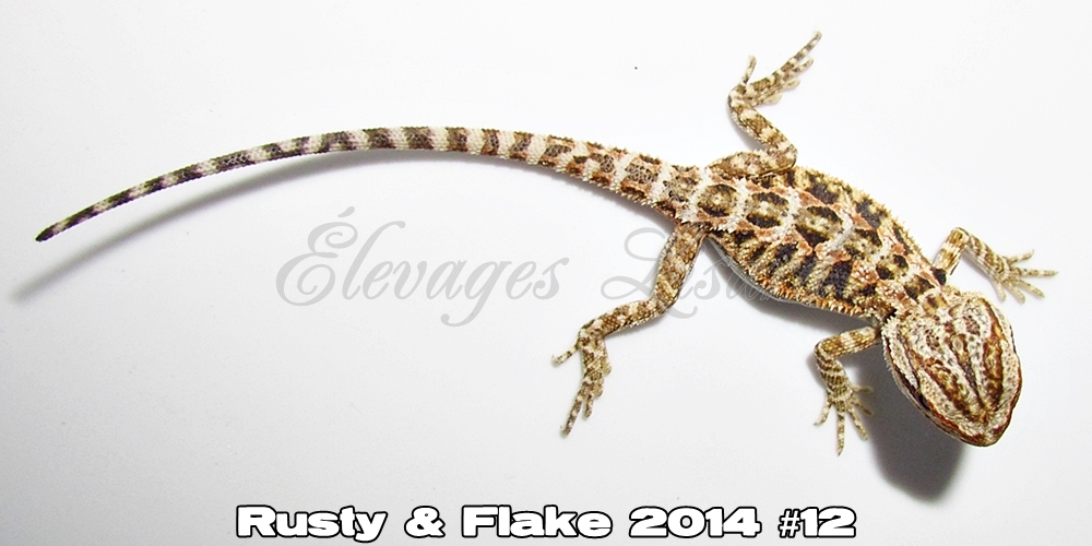 Élevages Lisard - Rusty&Flake2014#12