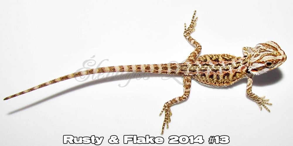 Élevages Lisard - Rusty&Flake2014#13