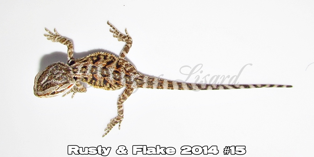 Élevages Lisard - Rusty&Flake2014#15