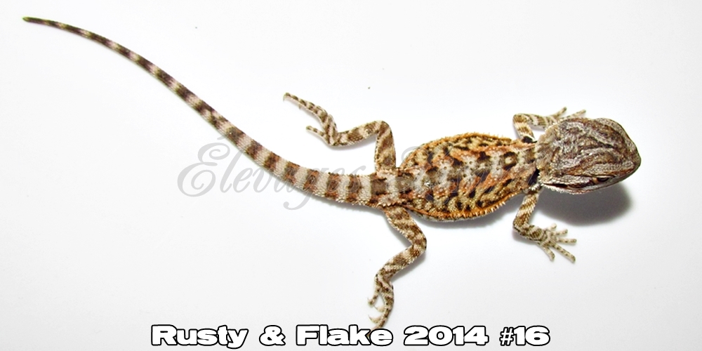 Élevages Lisard - Rusty&Flake2014#16