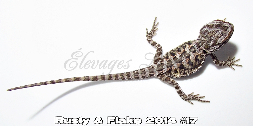 Élevages Lisard - Rusty&Flake2014#17