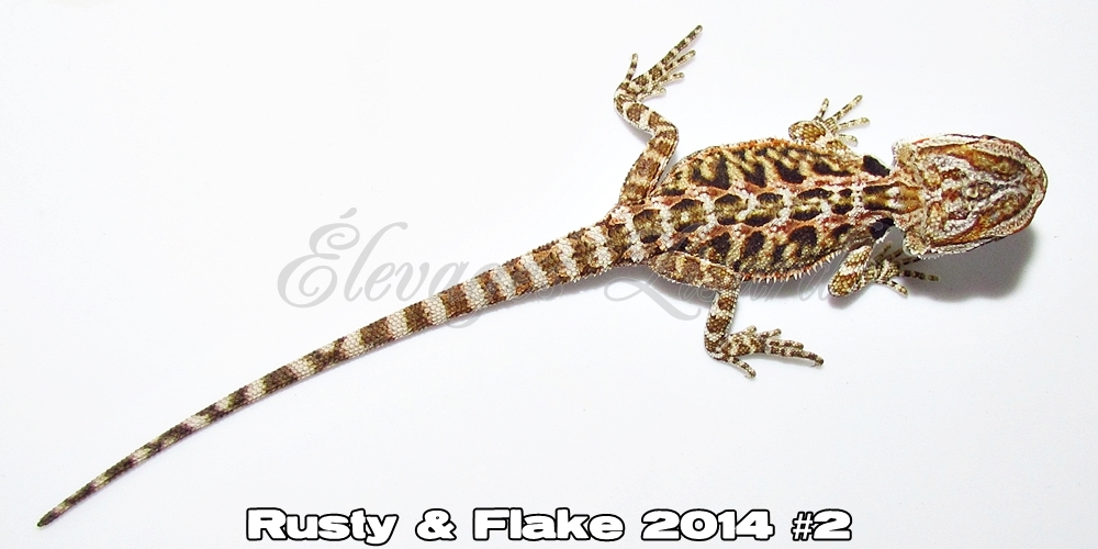 Élevages Lisard - Rusty&Flake2014#2