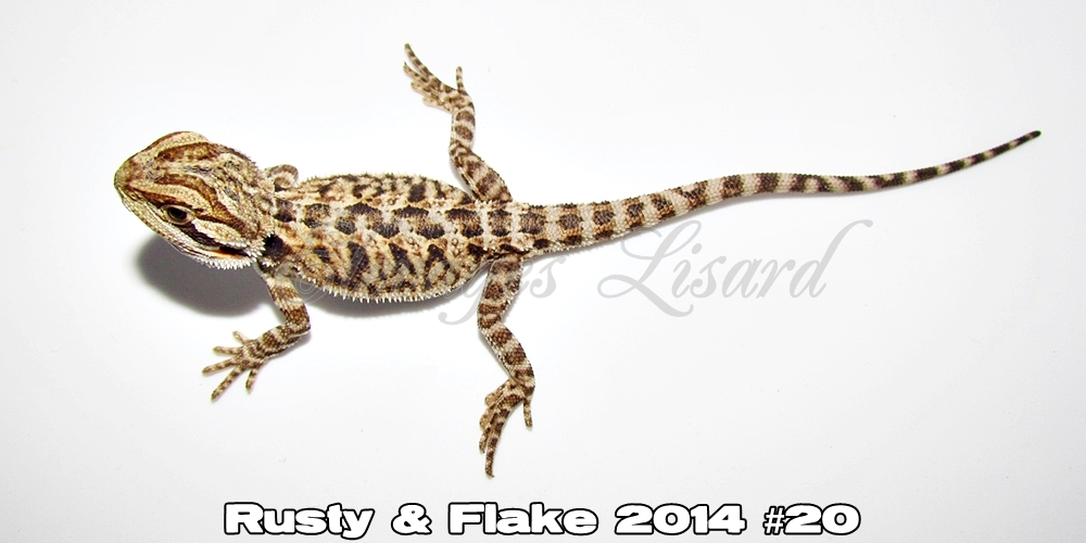 Élevages Lisard - Rusty&Flake2014#20