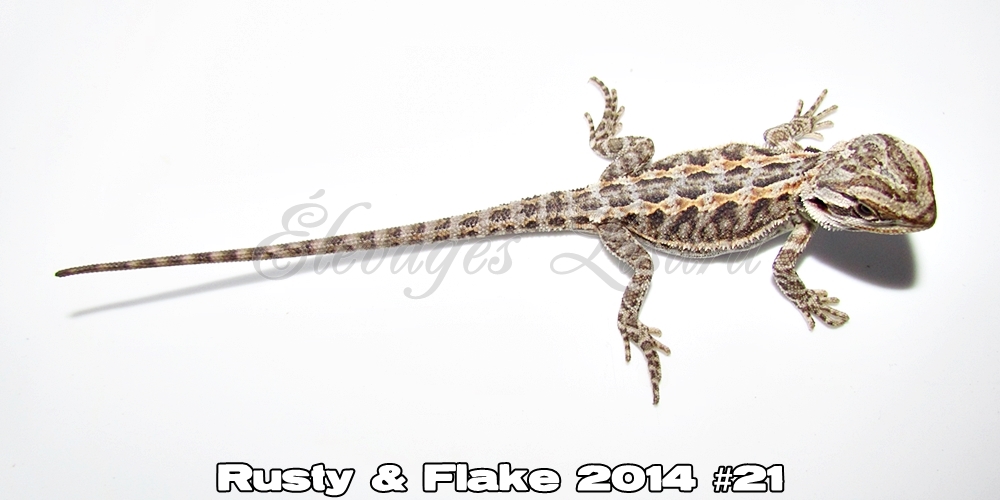 Élevages Lisard - Rusty&Flake2014#21