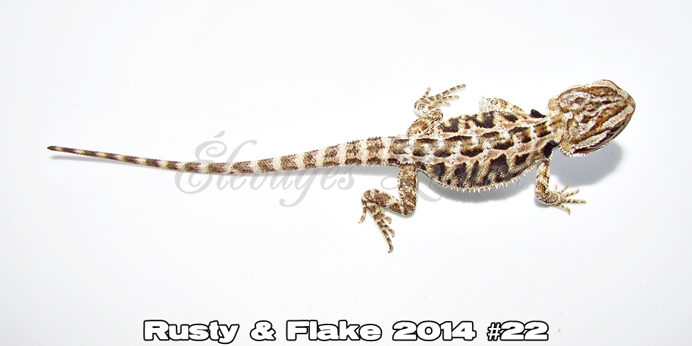 Élevages Lisard - Rusty&Flake2014#22