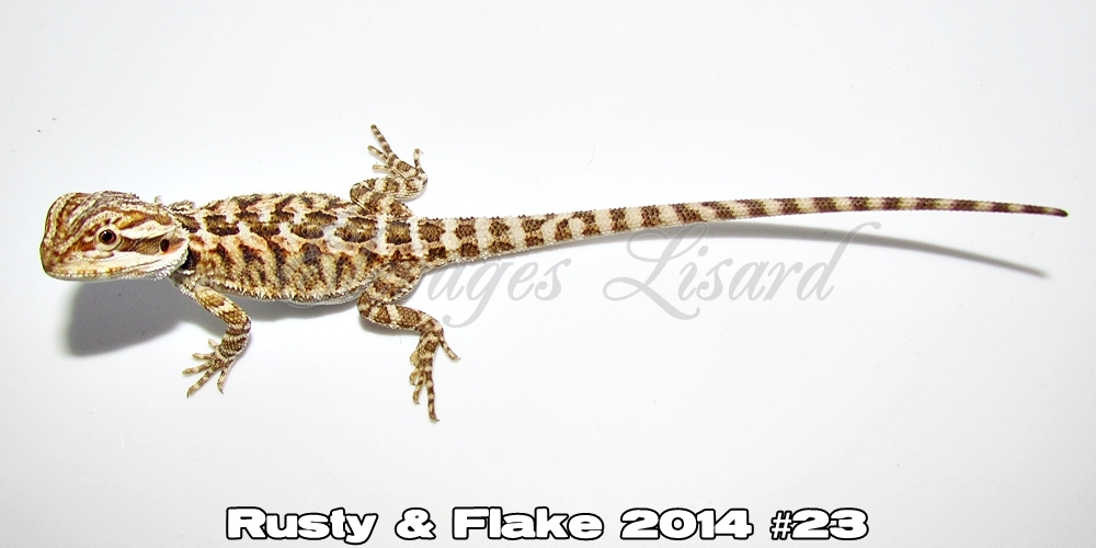 Élevages Lisard - Rusty&Flake2014#23