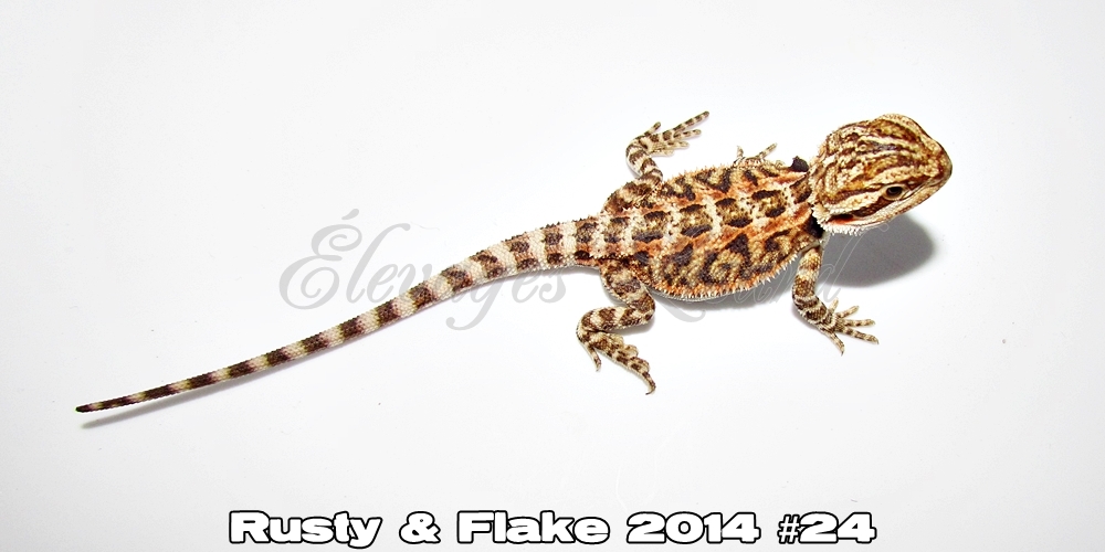 Élevages Lisard - Rusty&Flake2014#24