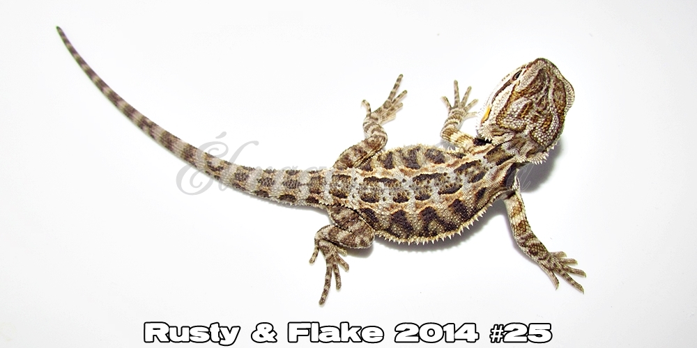 Élevages Lisard - Rusty&Flake2014#25