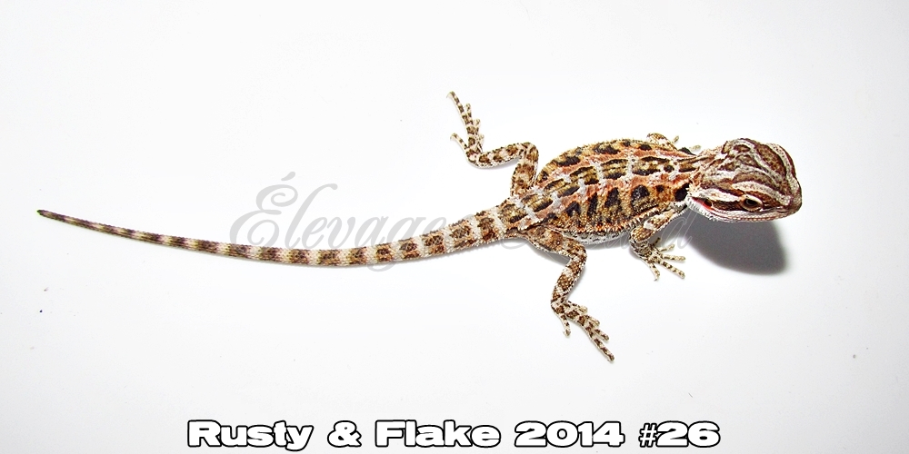 Élevages Lisard - Rusty&Flake2014#26