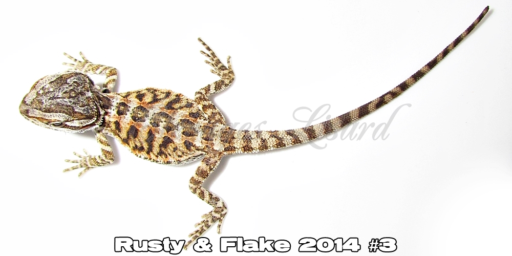 Élevages Lisard - Rusty&Flake2014#3