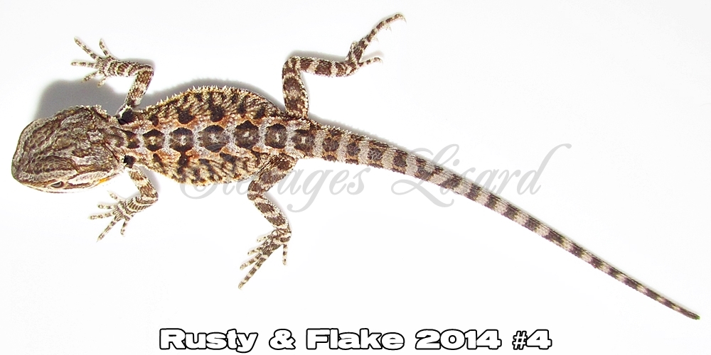 Élevages Lisard - Rusty&Flake2014#4