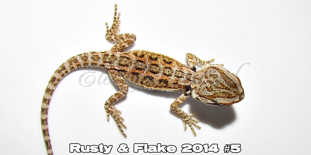 Élevages Lisard - Rusty&Flake2014#5