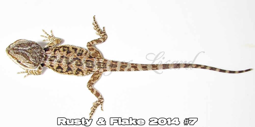 Élevages Lisard - Rusty&Flake2014#7