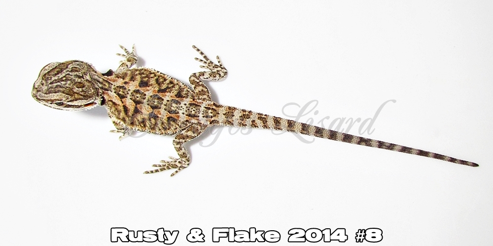 Élevages Lisard - Rusty&Flake2014#8