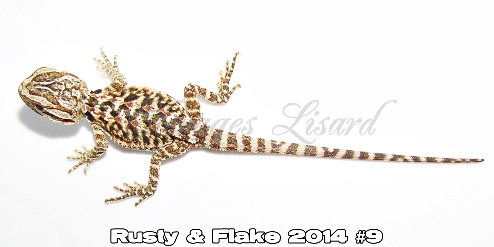 Élevages Lisard - Rusty&Flake2014#9