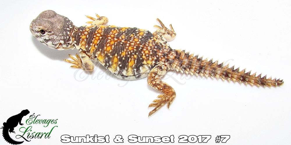 Élevages Lisard - Sunkist&Sunset2017#7
