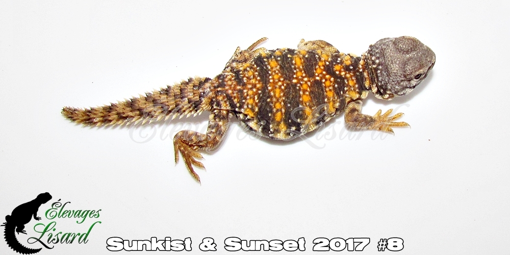 Élevages Lisard - Sunkist&Sunset2017#8