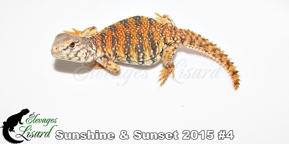 Élevages Lisard - Sunshine&Sunset2015#4