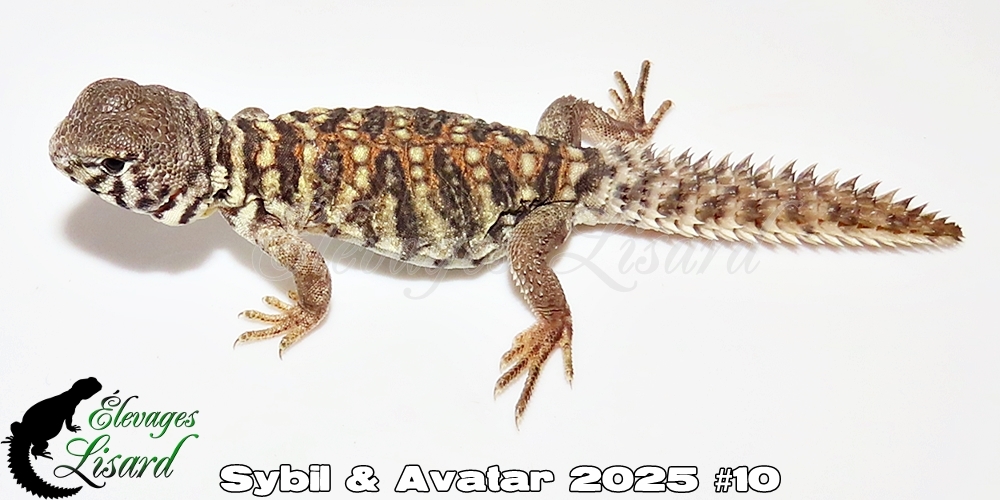 Élevages Lisard - Sybil&Avatar2025#10