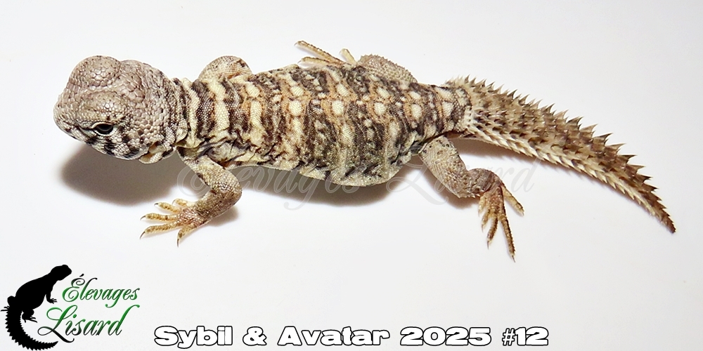 Élevages Lisard - Sybil&Avatar2025#12