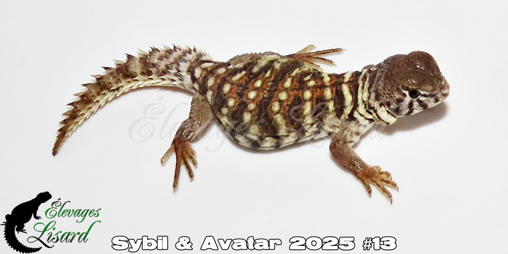 Élevages Lisard - Sybil&Avatar2025#13