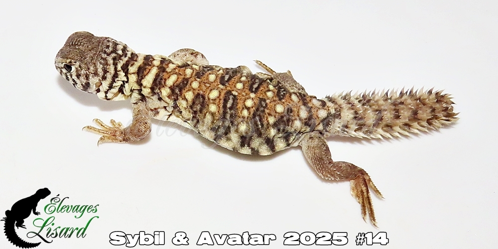 Élevages Lisard - Sybil&Avatar2025#14